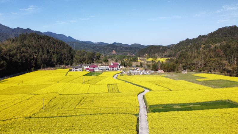 江西吉安：百亩油菜花竞相绽放