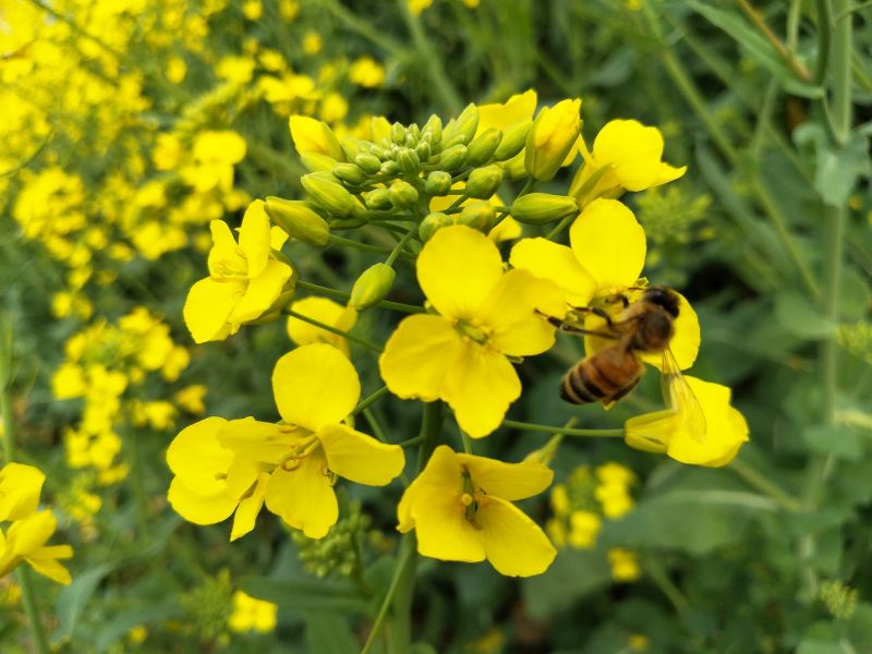 江西永新：油菜花上采花蜜