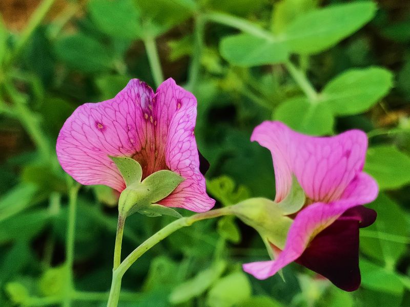 江西永新：花开烂漫春意浓