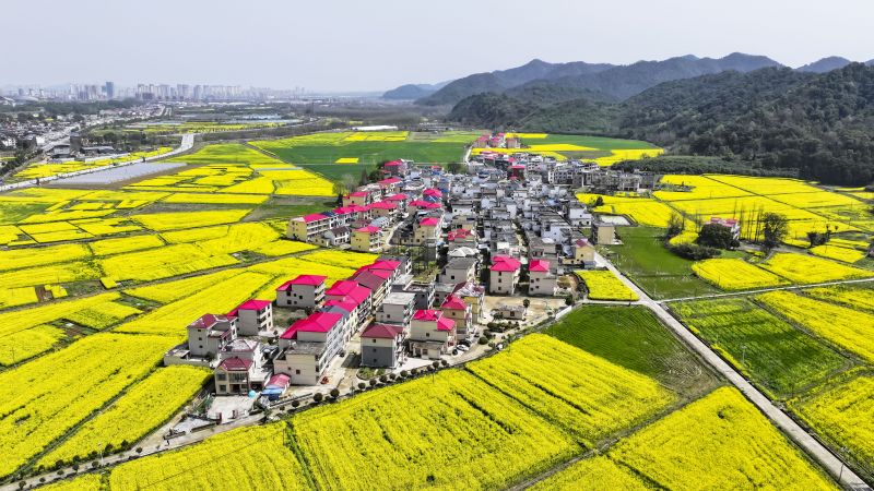 江西瑞昌：油菜花开 乡村如画