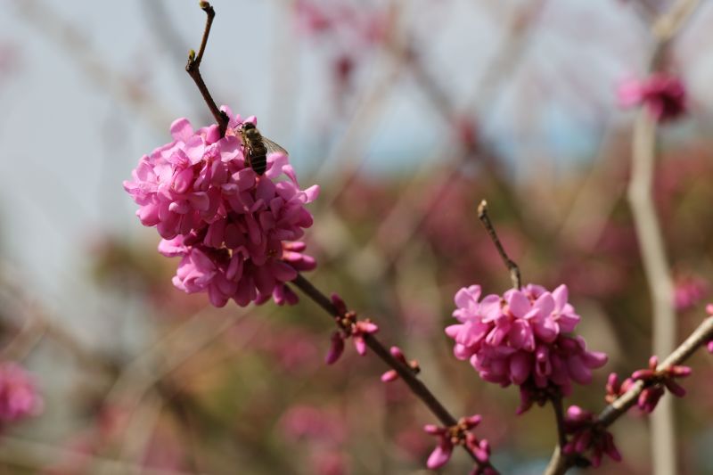 江西新余：春暖花开 生机盎然