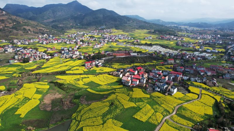 江西莲花：油菜花开乡村美