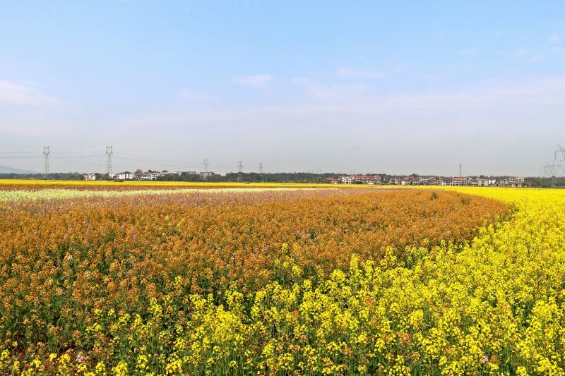 赣江新区：七彩油菜花开 扮靓美丽乡村