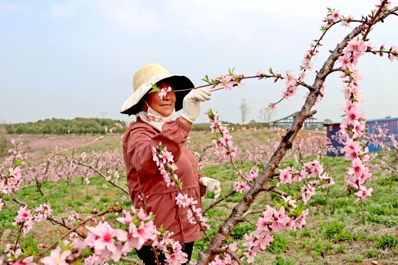 江西赣江新区：灼灼桃花开 果农授粉忙