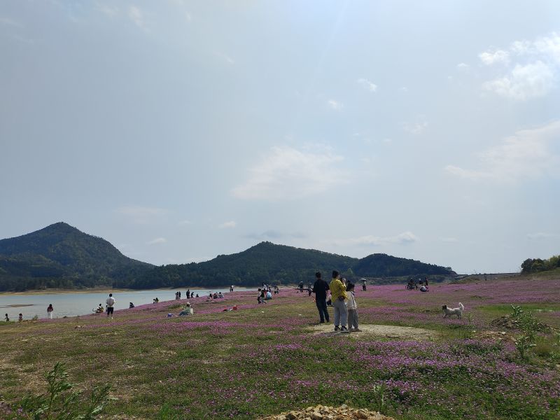 江西永丰：紫云英花开正盛 市民踏春好去处