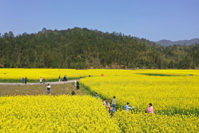 江西泰和：踏春赏花享春光