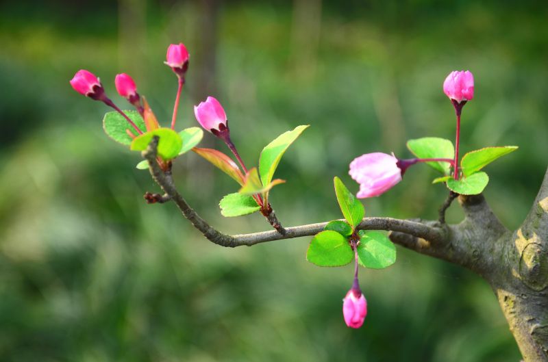 江西永新：春来花正俏