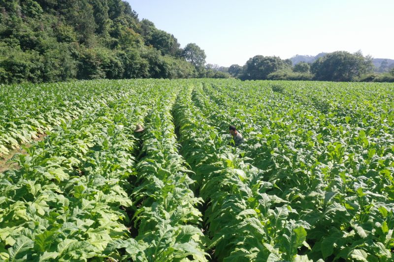 江西永丰：夏管烟叶促丰收