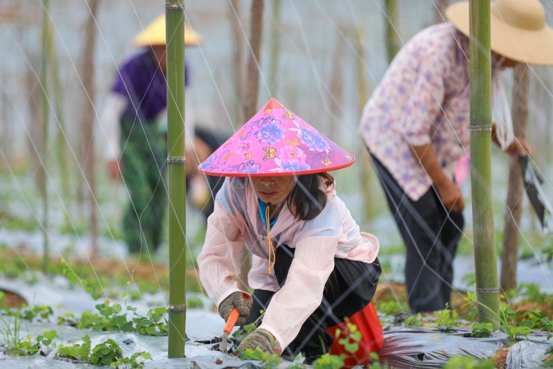 江西万安：中药材基地管护忙