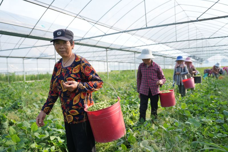 江西永丰：毛豆轮作促增收