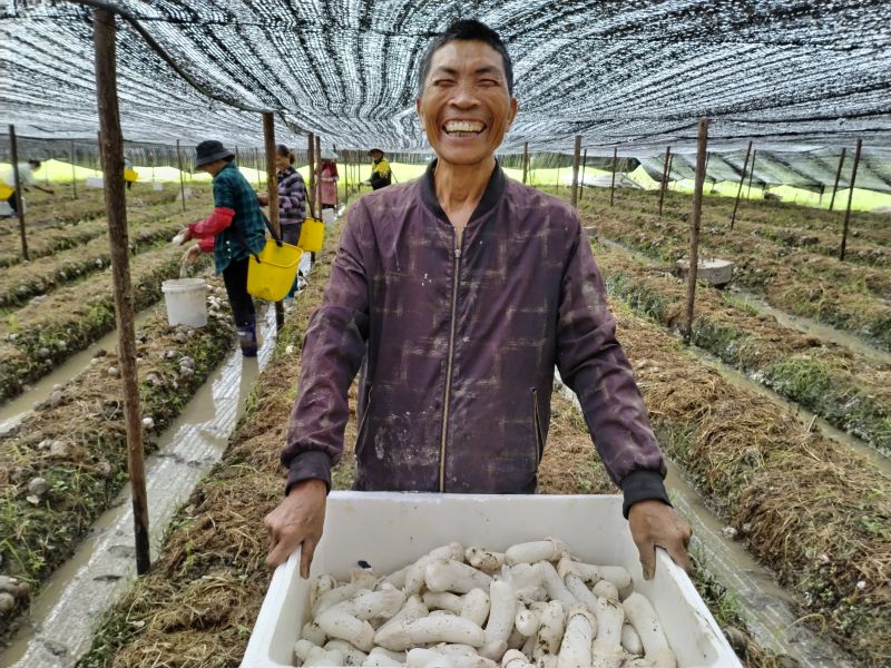 江西泰和：小小竹荪菇撑起“致富伞”