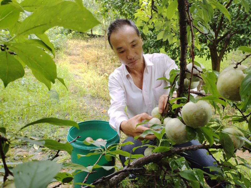 江西泰和：特色种植助民富