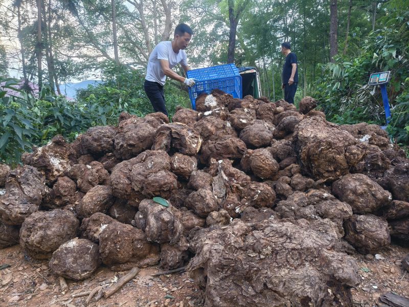 江西永丰：千亩茯苓采收忙