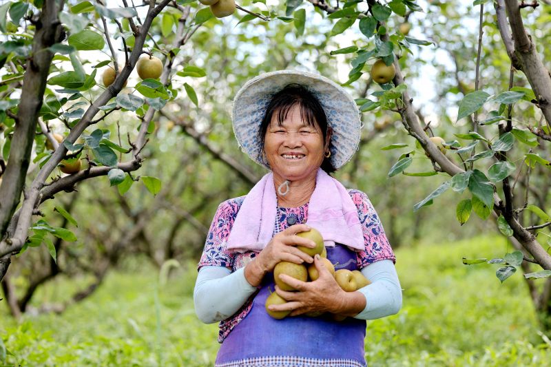 江西峡江：翠冠梨喜丰收