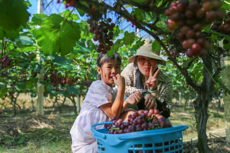 江西万安：葡萄飘香引客来