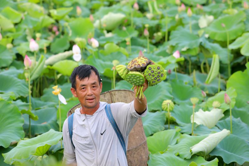 江西泰和：采收莲蓬