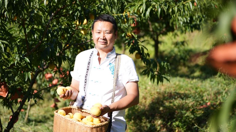 江西永丰：高山黄桃采摘忙