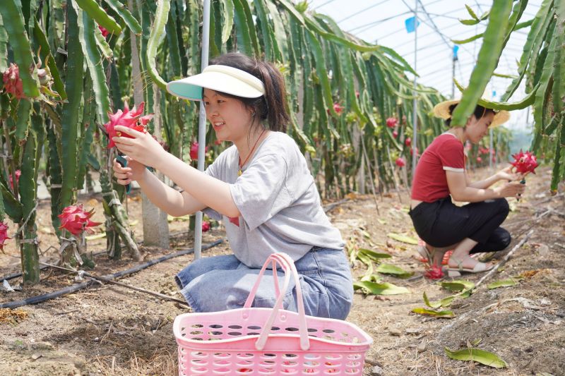 江西瑞昌：火龙果采摘正当时