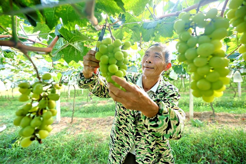 江西峡江：农旅融合助力乡村振兴