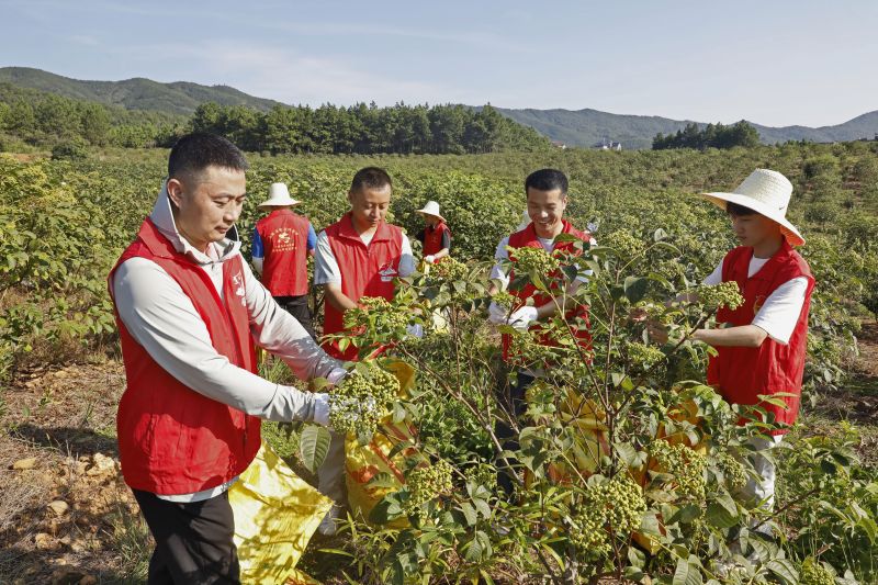 江西永丰：志愿服务到田间