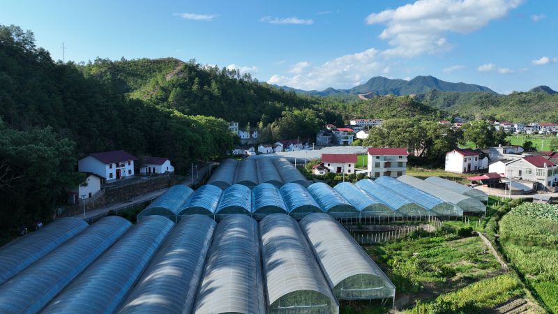 江西万安：葡萄丰收采摘忙