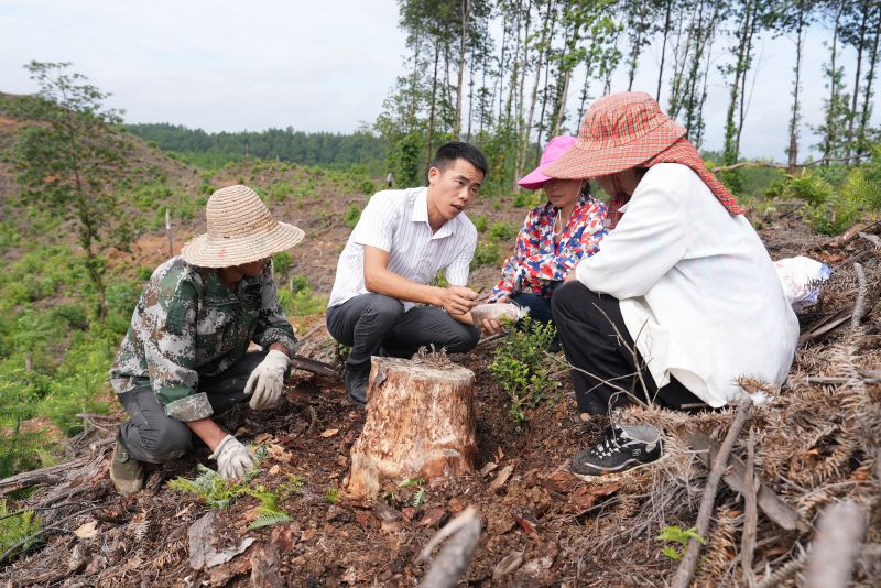 江西永丰：茯苓种植增收致富