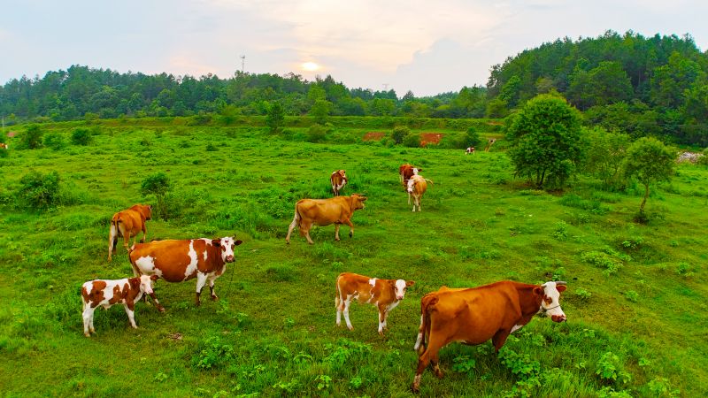 江西泰和：肉牛养殖  助农致富