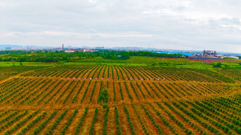 江西泰和：柑橘种植助农致富