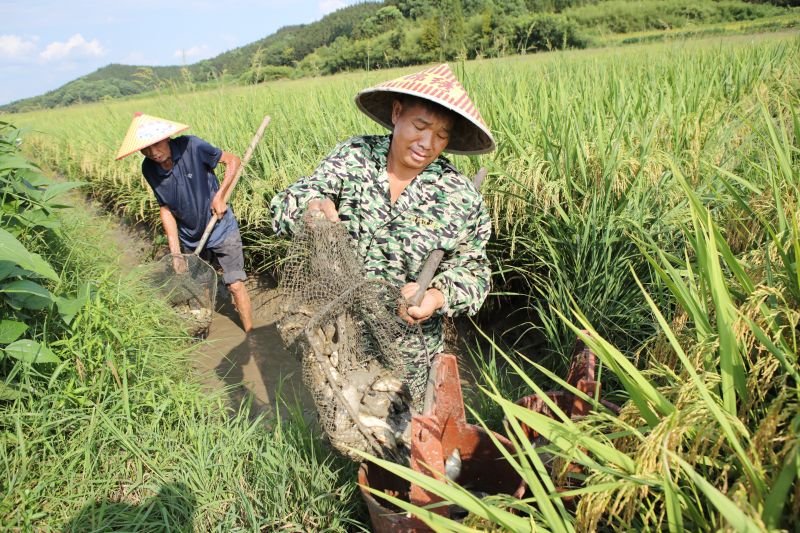 江西宜春：稻鱼共养促增收