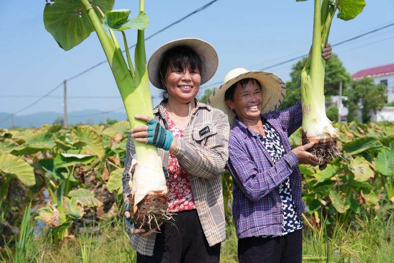 江西永丰：槟榔芋喜获丰收