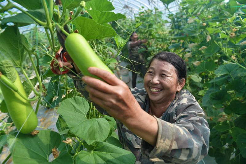 江西吉安：蔬菜丰收保供应