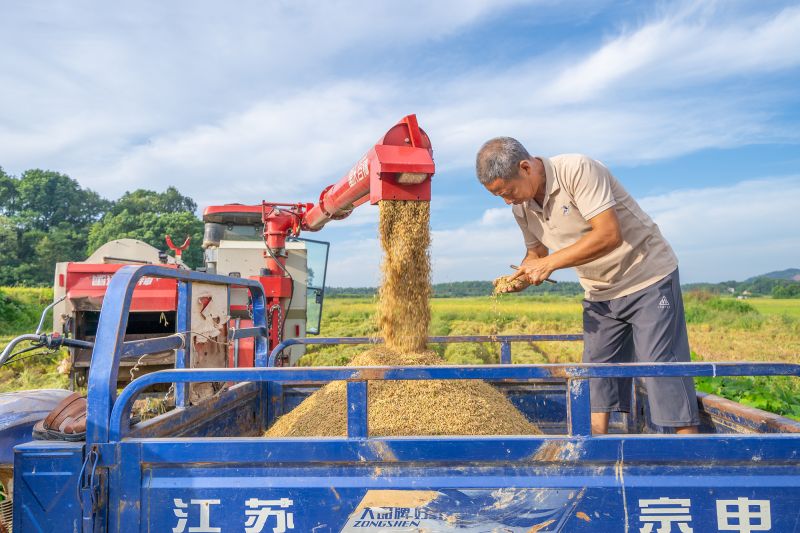 江西金溪：机声隆隆秋收忙