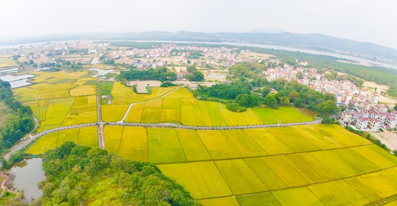 江西泰和：秋日田园好风景