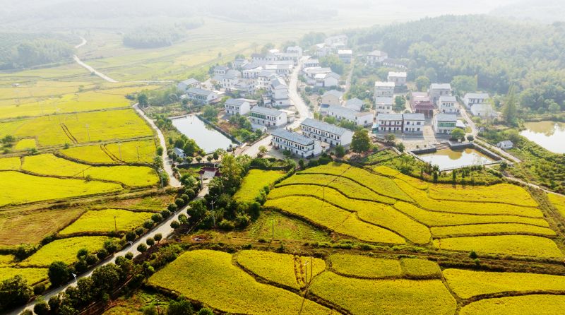 江西新余：金色稻田扮靓美丽乡村