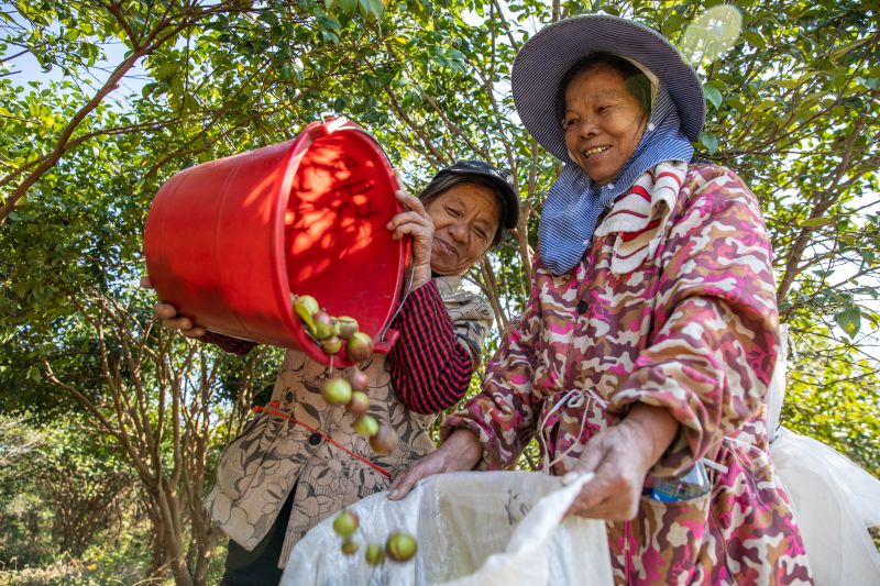 江西宜春：油茶果喜丰收