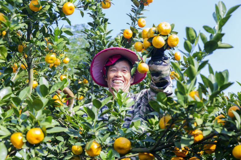 江西新余：蜜橘丰收采摘忙