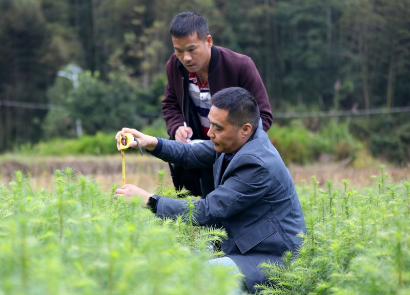 江西泰和：种苗估产 助力冬季造林