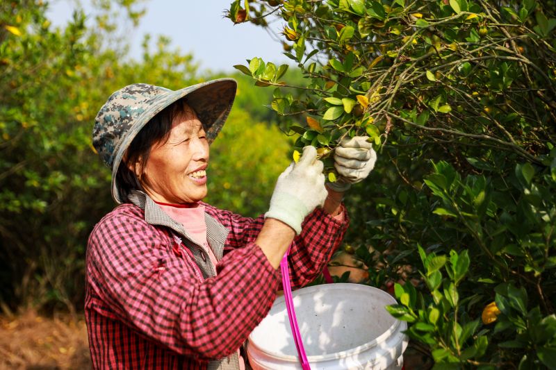 江西吉水：栀子花开出“致富果”