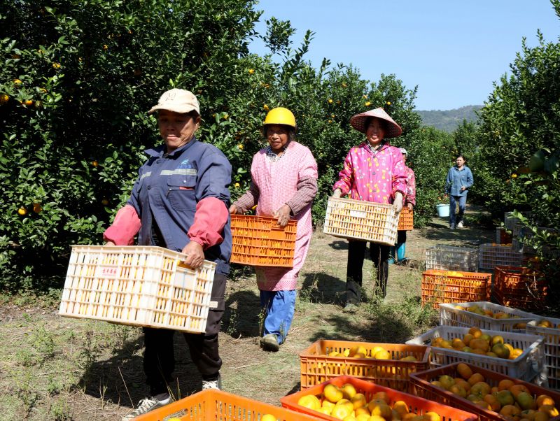 江西分宜：蜜橘采摘忙