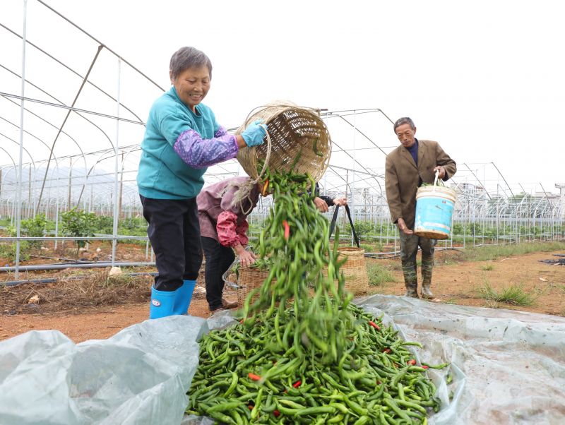 江西分宜：辣椒采收忙