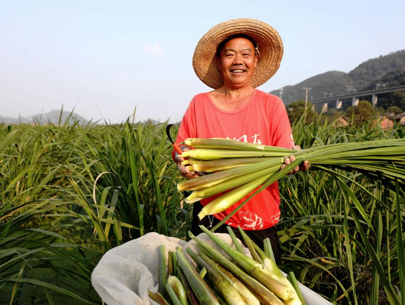 江西分宜：茭白丰收季  田间采收忙