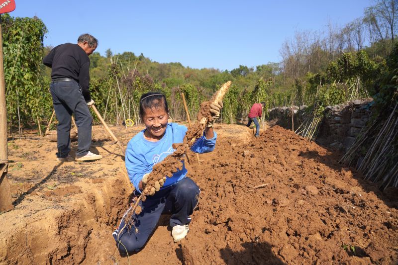 江西瑞昌：山药丰收助农增收