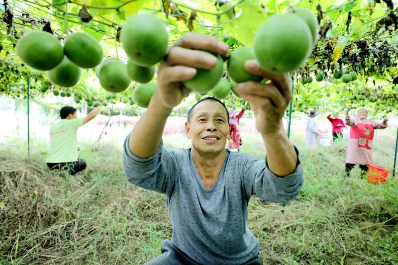 江西峡江：罗汉果喜丰收