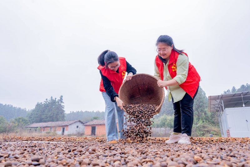 江西金溪：油茶丰收采摘忙 志愿助农促振兴