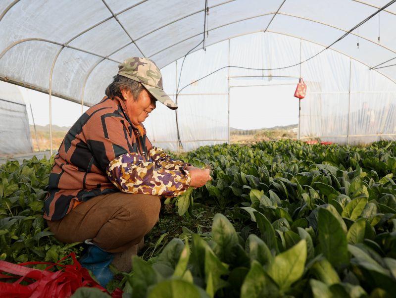 江西分宜：大棚蔬菜采收忙