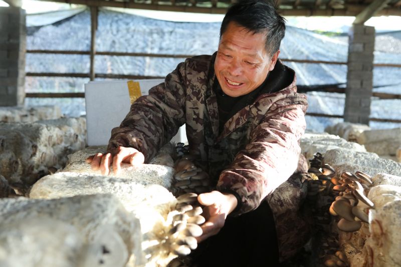 江西宜春：小蘑菇撑起致富伞