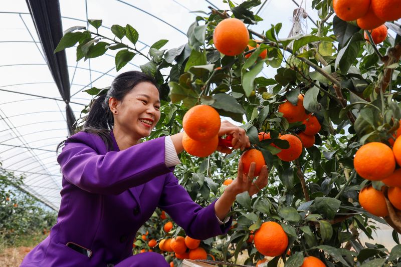 江西吉水：果冻橙喜丰收 采摘体验正当时