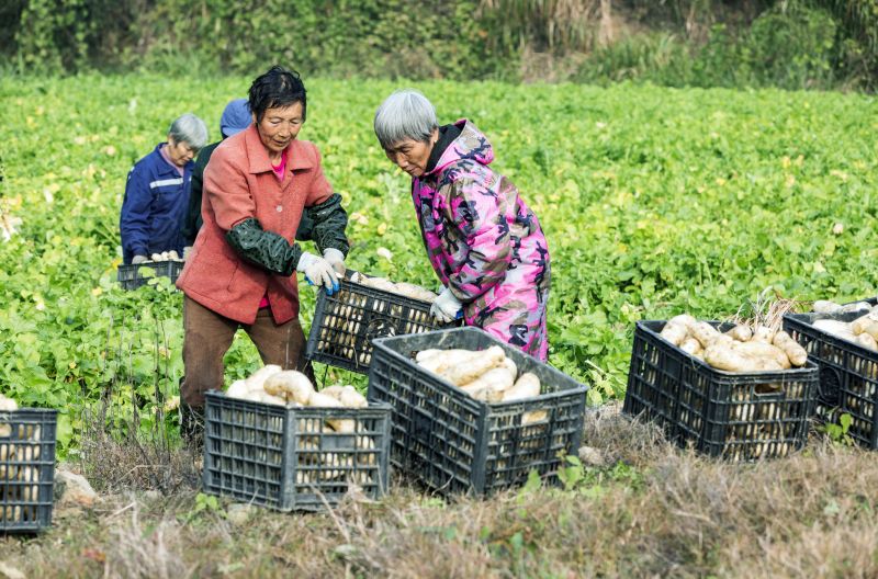 江西新余：良山镇黄虎村萝卜喜丰收