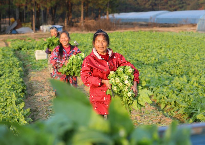 江西泰和：采收蔬菜保供应