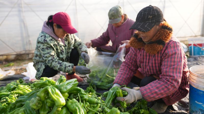 江西永丰：辣椒丰收上市忙